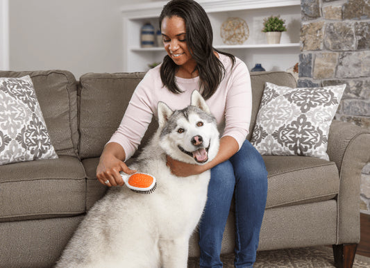 How to Manage Dog Shedding