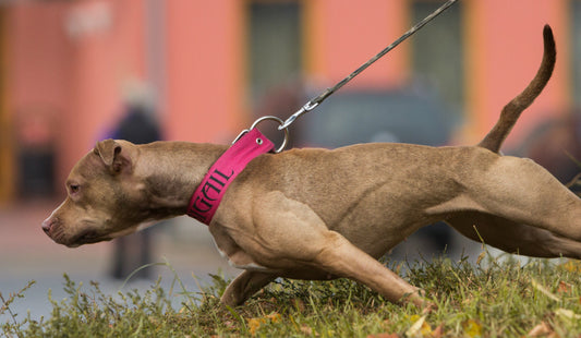 5 Simple Ways to Stop Dog Leash Pulling