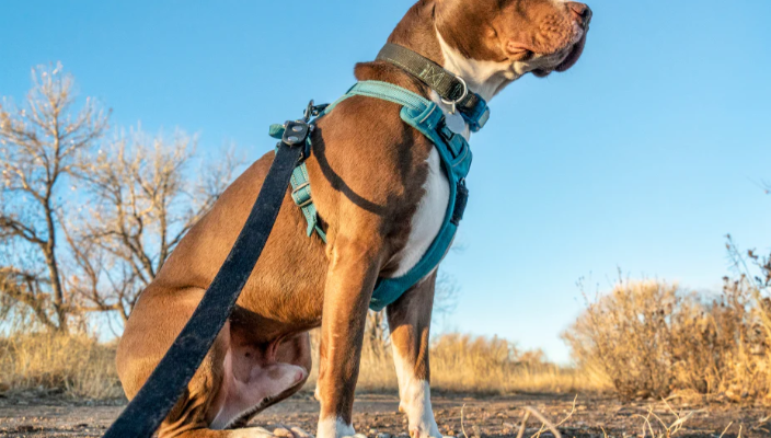 How To Master Dog Harness Training